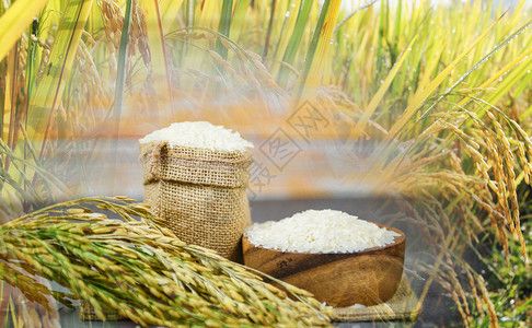 碗上和麻袋生茉米大谷物并有稻田种植地背景农产品耳用于亚洲粮食背景